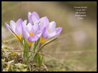 Crocus-nivalis3